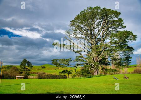 Hobbiton Hügel und Wanderwege in Neuseeland. Stockfoto