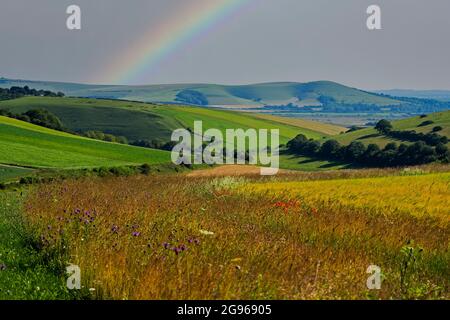 Mohnblumen (Papaver rhoeas) und Knusphaie (Centaurea nigra) im Gerstenfeld (Hordeum vulgare) auf den South Downs, Sussex, England, Großbritannien Stockfoto