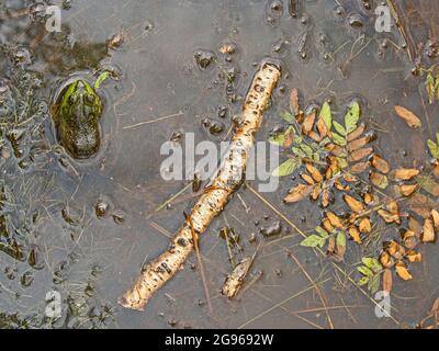 Grüner Frosch im Teich, Acadia National Park, Maine Stockfoto