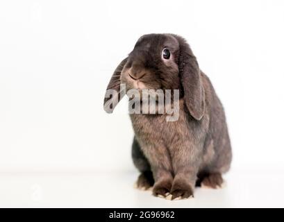 Ein lop ohred Haustier Kaninchen auf einem weißen sitzen Hintergrund Stockfoto
