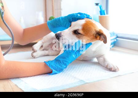 Ein Tierarzt mit blauen Handschuhen untersucht den Kopf eines Jack Russell Terrier-Hundes, überprüft sein Gehör und sein Sehen. Zahnarzt von Haustieren. Gesundheitskonzept für Haustiere Stockfoto