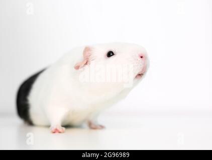 Ein weißes amerikanisches Guinea-Schwein mit schwarzen Markierungen auf weißem Hintergrund Stockfoto