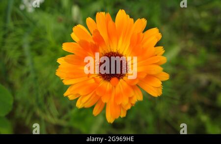 Calendula officinalis, der Topf Ringelblume, Ruddles, gemeine Ringelblume oder Scotch Ringelblume, ist eine blühende Pflanze aus der Familie der Gänseblümchen Asteraceae. Stockfoto