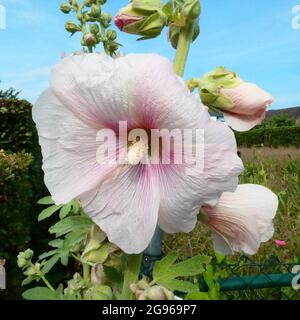 Eine weiß-rosa Alcea rosea vor einem blauen Himmel. Der gemeine Hollyhock, ist eine ornamentale, dicot blühende Pflanze aus der Familie Malvaceae. Stockfoto