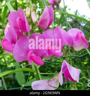 Lathyrus latifolius, die mehrjährige Pfingstpflanze, mehrjährige Erbse, breitblättrige Erbse oder ewige Erbse, ist eine robuste mehrjährige Pflanze in der Familie der Erbsen Stockfoto