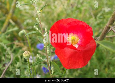 Rote Mohnblume wächst auf einer Wiese. Im Hintergrund einige verschwommene blaue Kornblumen. Islandmohn Stockfoto