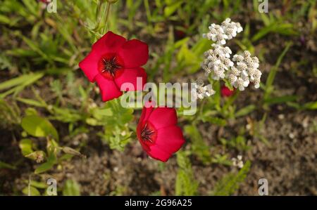 Linum grandiflorum, blühender Flachs, roter Flachs, scharlachroter Flachs oder karmesinroter Flachs ist ein einjähriges Kraut aus Algerien. Die rote Blume hat 5 rote Blütenblätter. Stockfoto