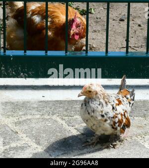 Küken in Panik auf der falschen Seite des Zauns. Mama Henne sieht besorgt an Stockfoto