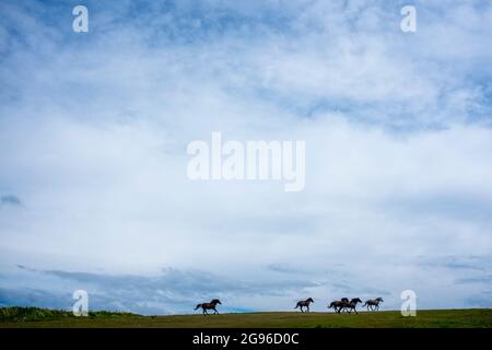 Dartmoor Ponies Gallop über das Rame Head Promontory Stockfoto