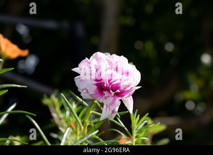 Eine einzelne rosa und weiße doppelte portulaca grandiflora Blume, die aus einem Stamm mit einem verschwommenen natürlichen Hintergrund aus Pflanzen, Blumen und Blättern wächst. Stockfoto