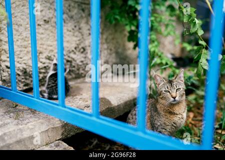 Eine grau gestromte Katze mit einem Kätzchen sitzt hinter einem blauen Metallzaun im Hof Stockfoto