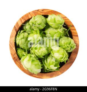 Frischer grüner Hopfen verzweigt sich in einer Olivenschüssel, isoliert auf weißem Hintergrund. Hopfenzapfen mit Blatt. Bio-Hopfenblumen. Draufsicht. Stockfoto