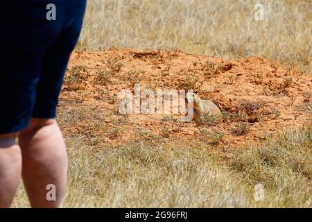 „The Devil's Tower National Monument“, Wyoming Stockfoto