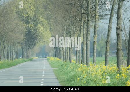 Frühlingsstraße mit Radwegen im ländlichen Nord-Holland, mit jungen Eichen und blühenden gelben Mustardsaaten. Zestedenweg, Scharwoude, West-Friesland, die Ne Stockfoto