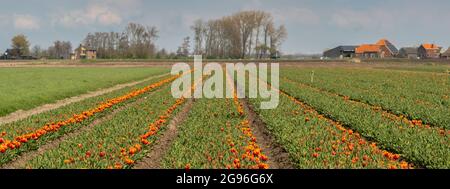 Rot-gelbe Tulpen auf einem Feld mit Bäumen und Bauernhäusern am Horizont. Einzelbild-Panorama. Region Hoorn, West-friesland, Nord-Holland, Niederlande Stockfoto