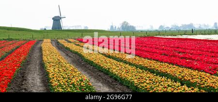Bunte Tulpenfelder und Windmühlen in den nebligen Torfpoldern und dem zurückgewonnenen Land der Schermer-Beemster-Region. Nord-holland, Niederlande Stockfoto