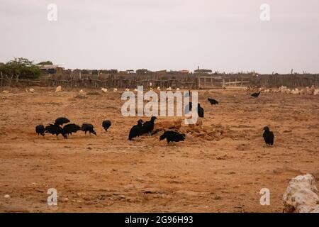 Viele Schwarze Bussards (Coragyps atratus) auf der Suche nach Nahrung in der Wüste in La Guajira, Kolumbien Stockfoto