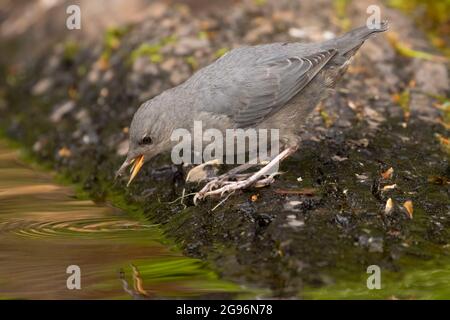 American Dipper (Cinclus mexicanus) auf Clear Lake, McKenzie Pass-Santiam Pass National Scenic Byway, Willamette National Forest, Oregon Stockfoto