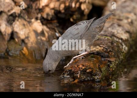 American Dipper (Cinclus mexicanus) auf Clear Lake, McKenzie Pass-Santiam Pass National Scenic Byway, Willamette National Forest, Oregon Stockfoto