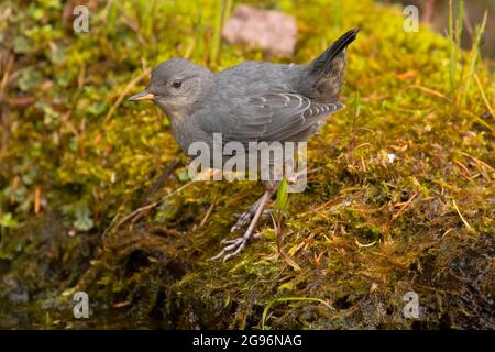 American Dipper (Cinclus mexicanus) auf Clear Lake, McKenzie Pass-Santiam Pass National Scenic Byway, Willamette National Forest, Oregon Stockfoto