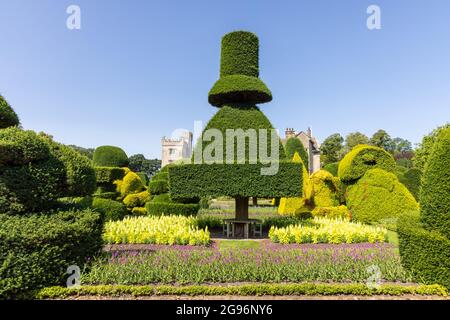Fantastisch geformte Pflanzen im ältesten Topiarpark der Welt, der Levens Hall in Cumbria, Großbritannien. Stockfoto