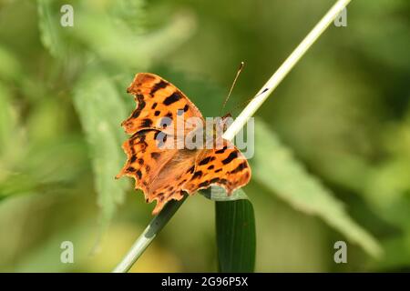 Komma-Schmetterling, der auf einem dicken Stamm aus langem Gras ruht. Hertfordshire, England, Großbritannien. Stockfoto