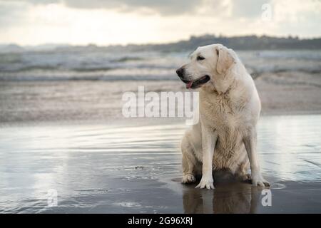 Labrador Retriever von weiß, braun, braun, spielen und laufen am Strand, und plantschen im Wasser mit den Wellen des Meeres Stockfoto
