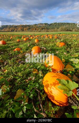 Reife Kürbisse im landwirtschaftlichen Gebiet des Snoqualmie Valley am Rande der Seattle Metro Area im Bundesstaat Washington Stockfoto