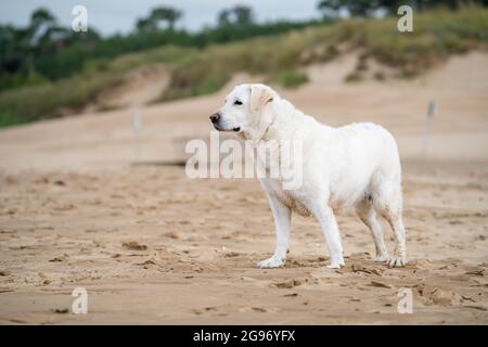 Labrador Retriever von weiß, braun, braun, spielen und laufen am Strand, und plantschen im Wasser mit den Wellen des Meeres Stockfoto