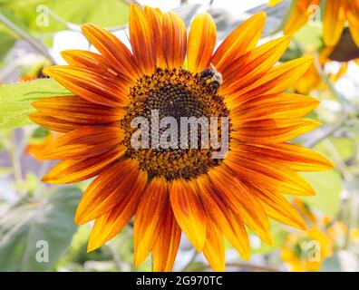 Eine große Sonnenblume mit orangefarbenen Blütenblättern beherbergt eine gewöhnliche östliche Hummel bei strahlendem Sonnenschein. Stockfoto