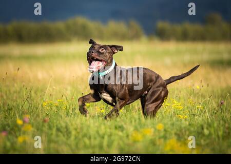 Die amerikanische Grube Stier Terrier läuft Stockfoto