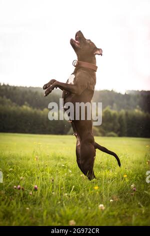 American Pit Bull Terrier Springen Stockfoto