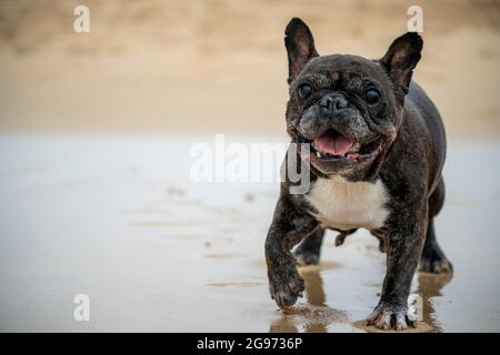 Ältere französische Bulldogge in Schwarz-Weiß-Färbung, an einem Strand in Portugal im Sommer an einem bewölkten Tag Stockfoto