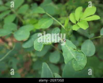 Draufsicht auf einen schwarzen geflügelten kleinen Käfer auf einem Blatt Sichel senna Stockfoto