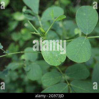 Eine kleine blau-schwarz gestreifte Spinne auf einem Cassia-tora-Blatt Stockfoto