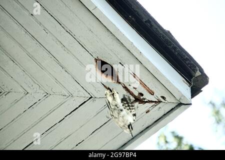 Specht Loch und Schäden unter Eave des Hauses, die Wartung durch Hausbesitzer benötigt. Flauschspecht im Flug. Stockfoto