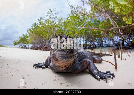 Dieser Meeresiguana, Amblyrhynchus cristatus, wurde kurz nach dem Einlaufen aus dem Ozean durch die Mangroven nach einem Morgen der Fütterung U fotografiert Stockfoto