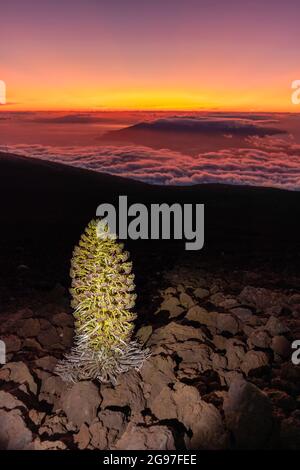 Eine seltene Silversword-Pflanze, Argyroxiphium sandmicense macrocephalum, blüht bei Sonnenuntergang und blickt nach Norden in Richtung der West Maui Mountains und der Insel Stockfoto