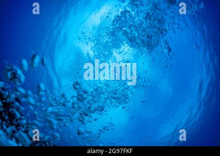 Blasen steigen durch klares blaues Meerwasser an die Oberfläche, Hawaii. Die kreisförmige Oberfläche ist ein optisches Phänomen, das als Snell-Fenster bekannt ist. Stockfoto