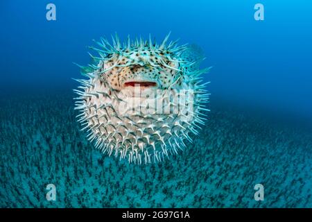 Der gefleckte Stachelschweinfisch, Diodon hystrix, ernährt sich hauptsächlich nachts von hartschaligen Wirbellosen. Hawaii. Stockfoto