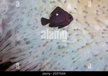 Dieser juvenile Dreispitz-Dascyllus, Dascyllus trimaculatus, ist über der Anemone, Heteractis magnifica, die bei hohen Meerestemperaturen A bleicht Stockfoto