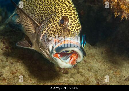 Zwei Erwachsene bluestreak Cleaner wrasse, Labroides dimidiatus, sorgfältig die Suche der Clown Süßlippen, Plectorhinchus chaetodonoides, für Parasiten, Stockfoto