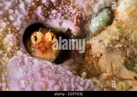 Der segmentierte Blenny, Salarias segmentatus, bleibt immer in der Nähe seiner Heimat in den Korallen, Yap, Mikronesien. Stockfoto