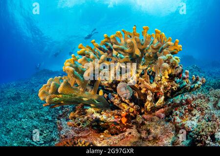 Ein Muränen, Gymnothorax flavimarginatus, rast aus seinem Versteck in Geweih-Koralle, Hawaii. Stockfoto