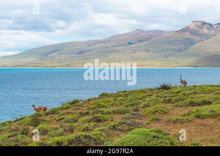 Darwins rhea (Rhea pennata) oder kleiner rhea mit Guanaco (Lama guanicoe), Lago del Toro, Nationalpark Torres del Paine, Patagonien, Chile. Stockfoto