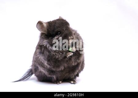 Niedliche graue Chinchilla frisst auf weißem Hintergrund. Zuhause pelzigen Tier von Nagetieren. Stockfoto