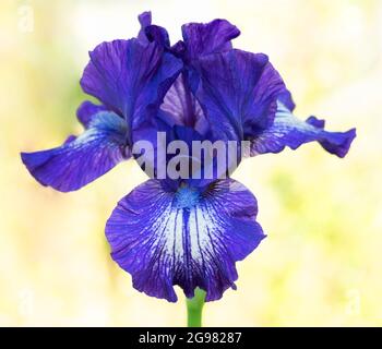 „Starwoman“ (Bartlilie, Mittelschwer) (Marky Smyth 1997) Stockfoto