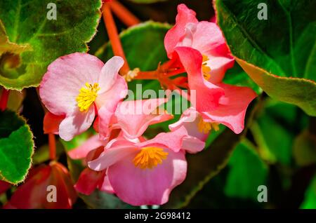 Eine rosa Begonie blüht im Garten der Kathedrale der Unbefleckten Empfängnis, 23. Juli 2021, in Mobile, Alabama. Stockfoto