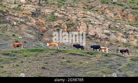 Kühe auf einer felsigen Bergstraße Stockfoto