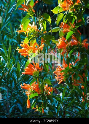 Pyrostegia venusta oder orange Trompete Rebe mit ihren hellen röhrenförmigen Blüten hängen nach unten auf langen Stielen. Subtropischer australischer Küstengarten Stockfoto